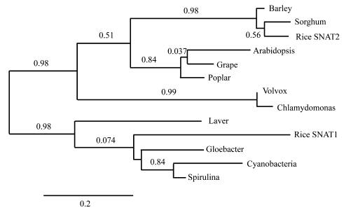 벼SNAT2 isogene의 분자진화계통도 phylogenetic 분석.