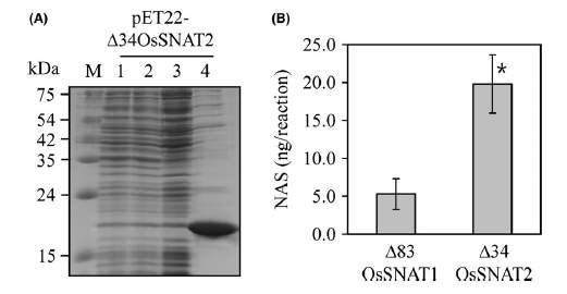 벼 SNAT2 유전자 대장균 발현/정제 (A) 및 SNAT 효소활성 측정 결과.
