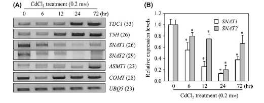 벼에서 cadmium 처리에 따른 멜라토닌 생합성 유전자 발현 패턴 분석 RT-PCR 결과.