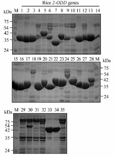 정제한 재조합 2-ODD 단백질의 SDS-PAGE 결과