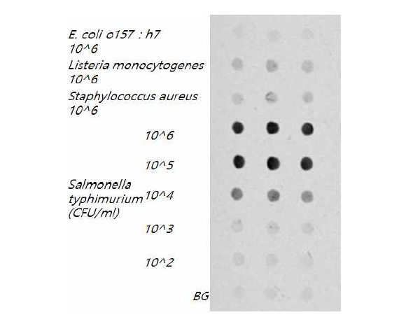 Salmonella Typhimurium 항체가 고정화된 바이오칩을 이용한 검출