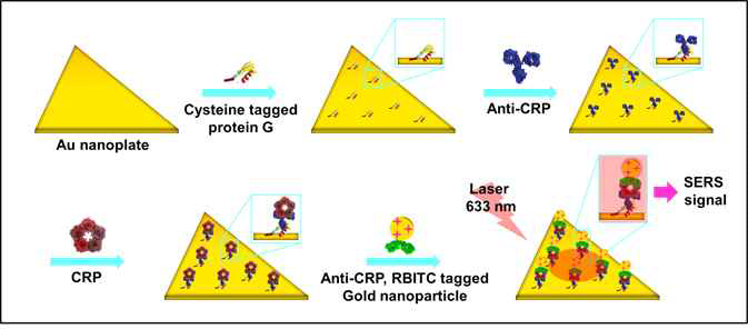 항원-항체 결합을 이용하여 나노판과 나노입자 조립 SERS 검출 플랫폼 모식도