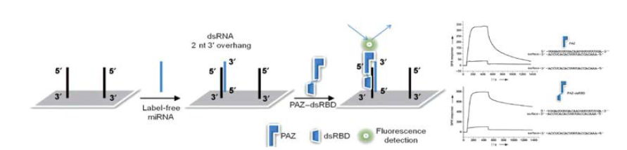 SPR을 이용한 RNA-Protein interfacing 분석 연구