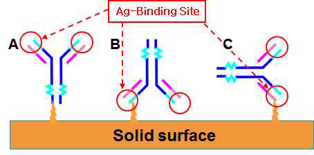 제대로 고정화되지 않은 항체의 모식도