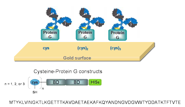 단백질G를 이용한 항체고정화 기술의 모식도