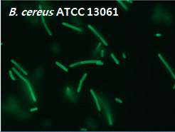 B. cereus 특이적으로 결합한 CBD에 의한 형광신호