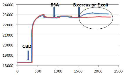 CBD를 이용한 B. cereus 검출 결과