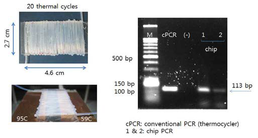 PCR 이용 식중독균 현장검출 결과