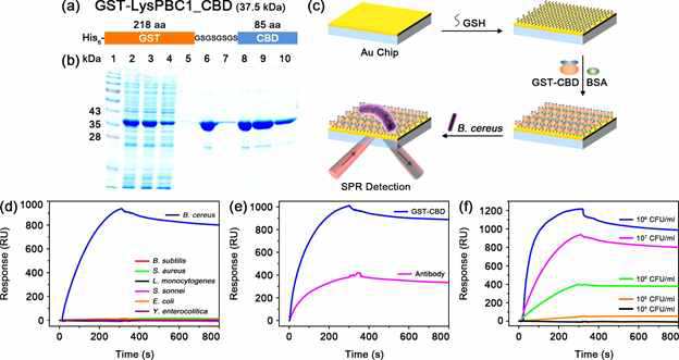 대신하여 CBD를 이용해 B. cereus를 SPR에서 검출한 결과