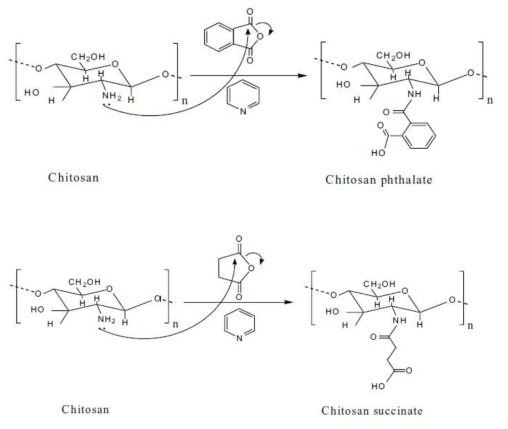 Chitosan phthalate와 chitosan succinate polymer의 합성 경로