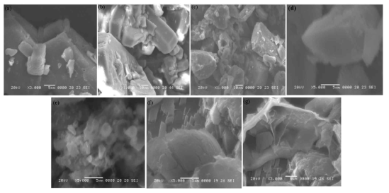 혼합체의 SEM 이미지 (a–e) aceclofenac–chitosan cocrystals(f,g)