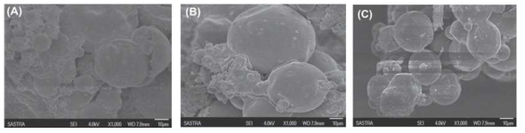 Effect of morphology on SEM image of chitosan-HPMC blended empty microspheres.(A)7/3, (B)9/1, (C)8/2.