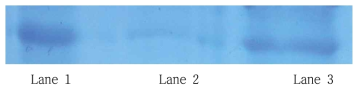 SDS-PAGE analysis of TT. Lane 1: standard TT, Lane 2: TT extracted from chitosan.HPMC microspheres without heparin, Lane 3: TT extracted from chitosan.HPMC microspheres.