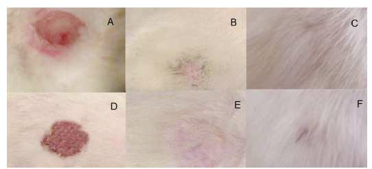 In vivo wound healing activity