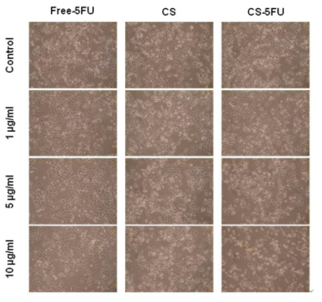 Morphological analysis by the application of the 5-FU loaded nanoparticles