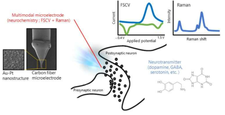 신경전달물질의 실시간 검출을 위한 멀티모달(FSCV+Raman) 미세전극