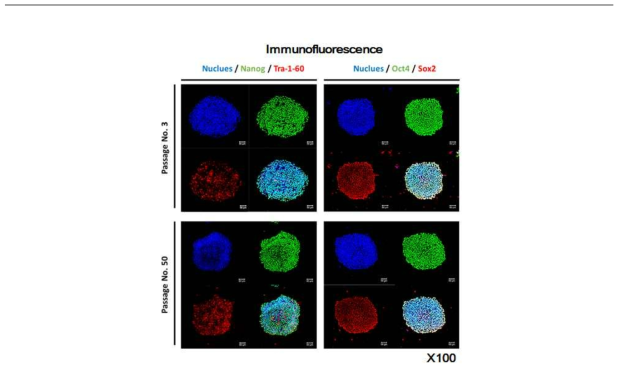 역분화 줄기세포의 IF(Immunofluorescence)를 통한 pluripotency 확인