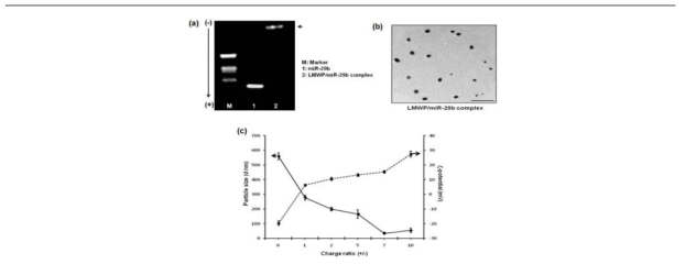 (a) 전기영동과 (b) 전자현미경으로 확인된 LMWP/miR-29b complex (c) 전하비에 따른 complex의 크기 및 표면 전하