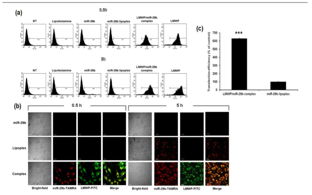 모델세포에서의 LMWP/miR-29b complex와 miR-29b lipoplex의 세포 투과능의 비교