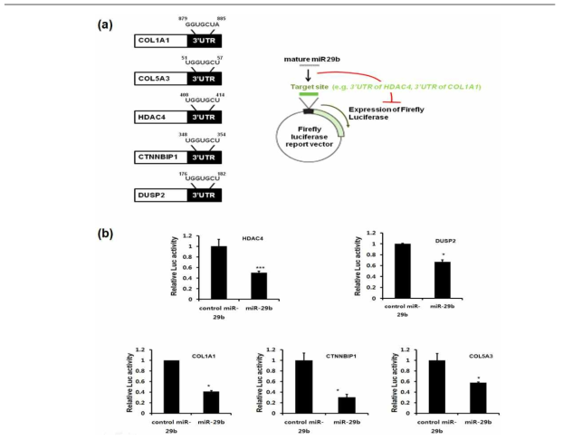 Luciferase assay를 통한 모델세포에서의 miR-29b 의 target 유전자와의 결합여부 확인