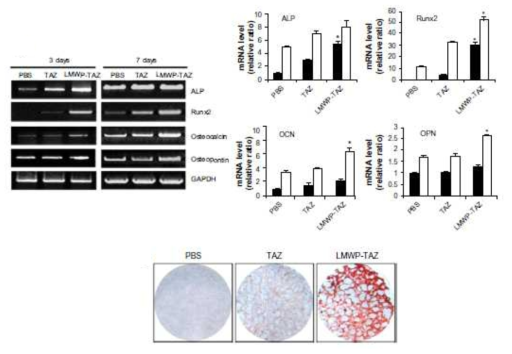 골분화 유도 전사인자 융합단백질의 골세포로의 분화기능성 확인