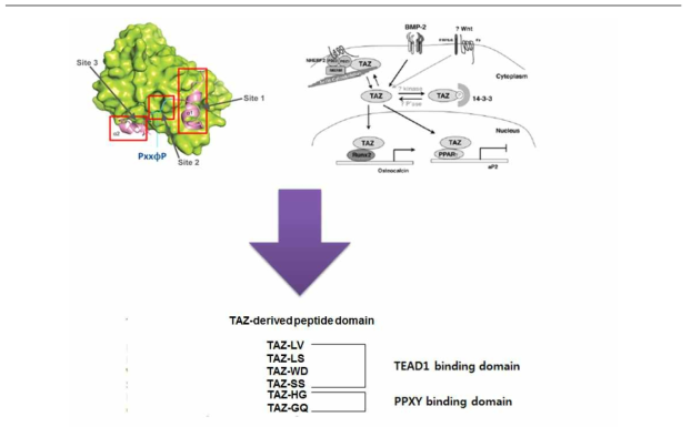 TAZ 단백질 중 도출 도메인