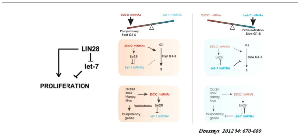 Lin28단백질과 let-7의 신호작용으로 인한 세포 증식 및 전분화성 기능 유지 모식도