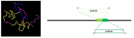 Lin28-DL(a)과 Lin28-PL(b) 그리고 let-7(c)의 3D 모식도