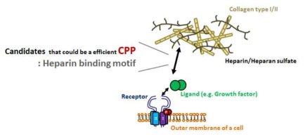 세포 투과능 부여를 위한 BMP유래 heparin 결합 도메인