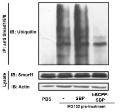 세포 투과 기능성 Smurf1 결합 펩타이드의 E3 ligase 기능 억제능 확인