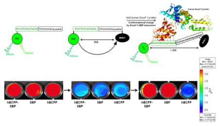 세포 투과 기능성 Smurf1 결합 펩타이드 프루브의 합성