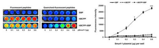 세포 투과 기능성 Smurf1 결합 펩타이드 프루브의 세포 내 재발광 확인