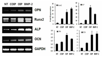 수화젤 내에서 골분화 유도 후 qPCR 측정