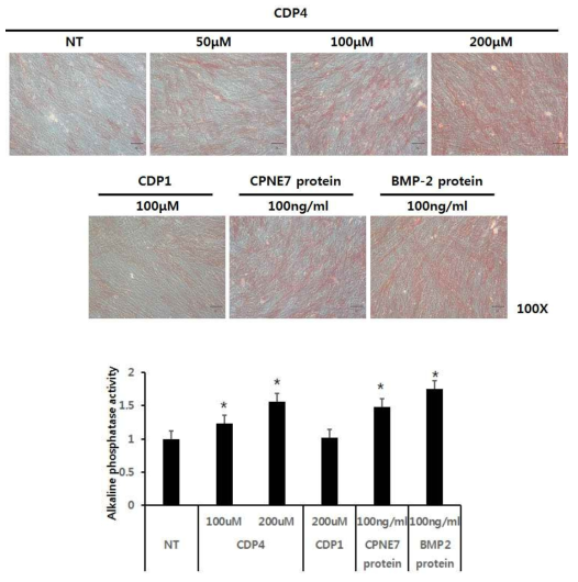 ALP assay를 통한 CDP4의 골분화능 확인