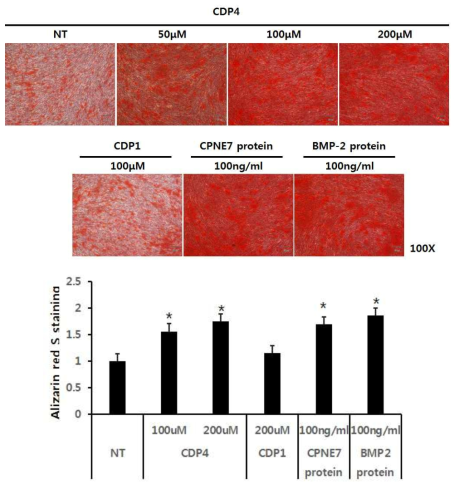 Alizarin red S assay를 통한 CDP4의 골분화능 확인