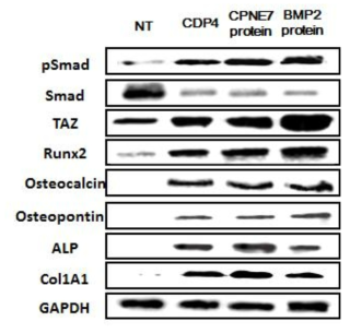 western blot을 이용한 CDP4의 골분화능 확인