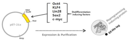 역분화 인자 유전자 서열을 vector에 삽입한 후 발현 및 정제 모식도