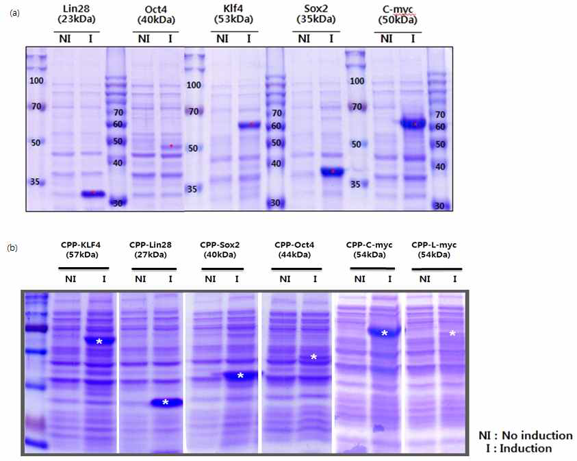 SDS-PAGE를 이용해 역분화 인자(a)와 cpp-역분화 인자(b) 발현 확인