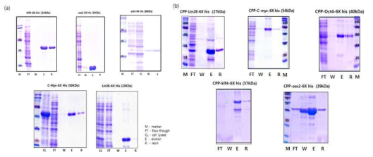 친화성 크로마토그라피를 이용한 역분화 인자(a)와 cpp-역분화 인자(b) 정제 확인