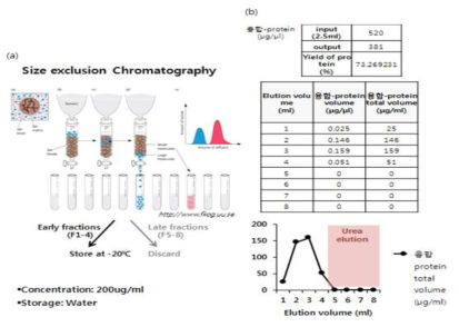 size exclusion chromatography의 원리(a)와 역분화 인자 용출 조건(b)