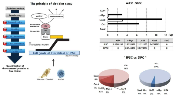 역분화 위한 모델세포와 유도된 만능줄기세포에서의 역분화 단백질 발현량의 차이