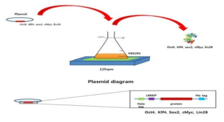 Transient protein expression 모식도