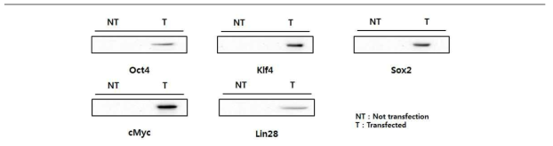 형질주입에 따른 역분화 유도 융합 단백질 발현 유무 확인
