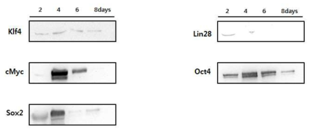 형질주입 후 날짜에 따른 역분화 유도 융합 단백질 발현 양상 확인