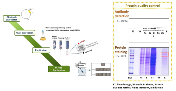 HEK293 cell을 이용한 역분화 유도 단백질의 발현 및 정제 후 확인과정