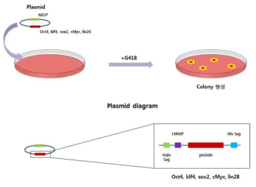 단백질 발현 세포주(stable cell line) 구축 모식도 및 vector 지도