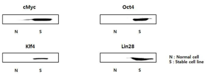 구축된 역분화 유도 융합 단백질 발현 세포주를 western blot을 이용하여 확인