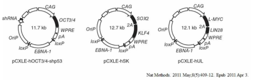 역분화 줄기세포 유도에 사용된 Episomal vector 지도