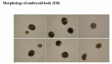 현탁배양 8일째의 EB 모양을 관찰