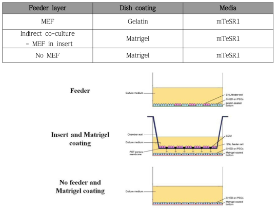 이종물질 배재 역분화 줄기세포를 확립하기 위한 실험 계획. 3가지 조건으로 실험을 실시하여 효율을 비교